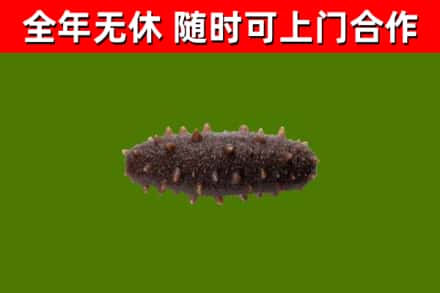 万宁回收海参干